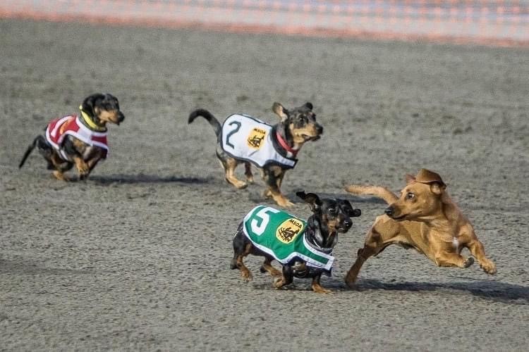 Wiener Dog Races, Family Fun Night Kick off “Adios Season”
